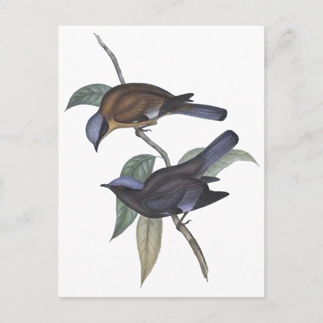 Lila Cochoa Postkarte (Vorderseite)