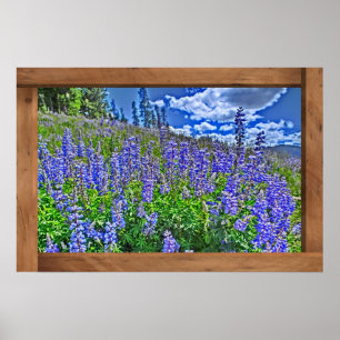 Lila Colorado Wildblume landschaftlicher Plakatdru Poster