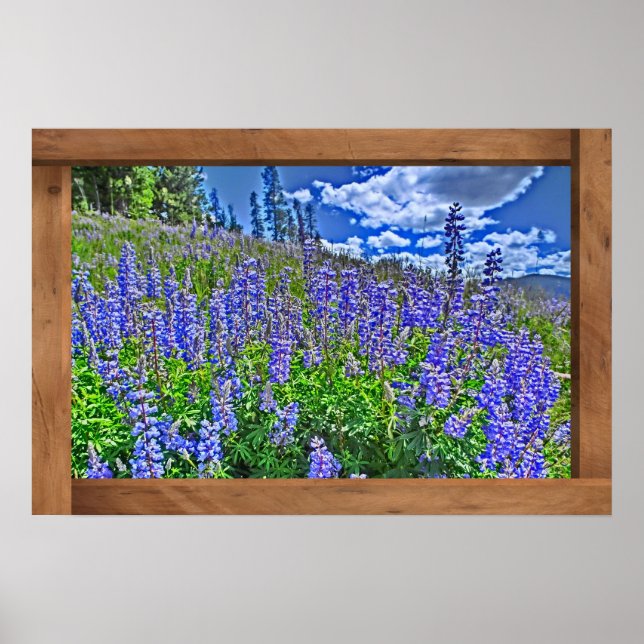 Lila Colorado Wildblume landschaftlicher Plakatdru Poster (Vorne)