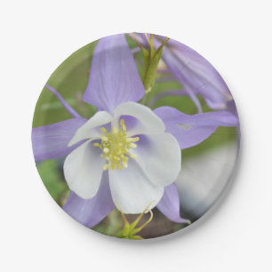 Lila Columbine Pappteller