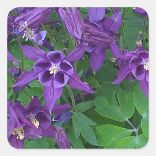 Lila Columbines - quadratischer Aufkleber