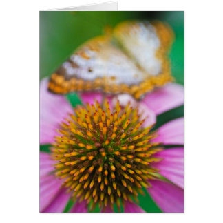 Lila Coneflower