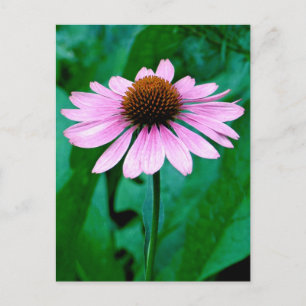 Lila Coneflower Daisy Postkarte