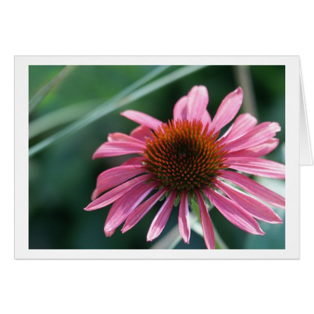 Lila Coneflower Karte (Vorderseite (Horizontal))