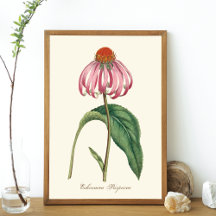 Lila Coneflower Nature Poster