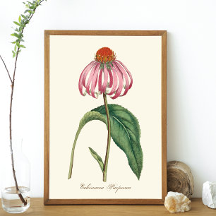 Lila Coneflower Nature Poster