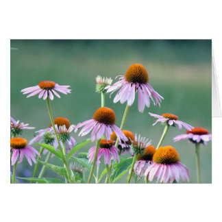 Lila coneflowers!