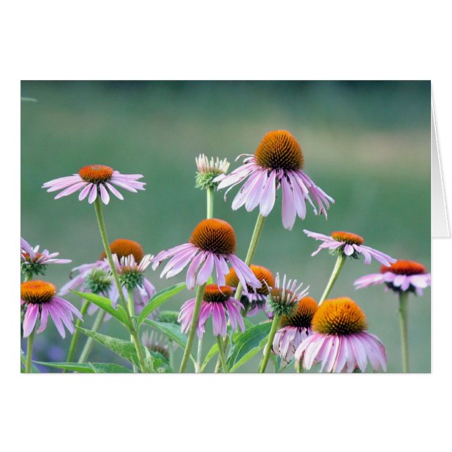 Lila coneflowers! (Vorderseite (Horizontal))