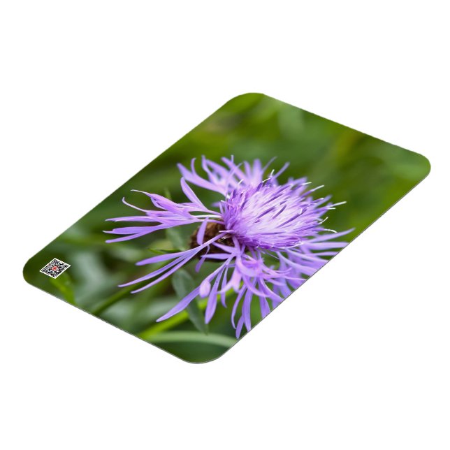 Lila Cornflower Magnet (Linke Seite)