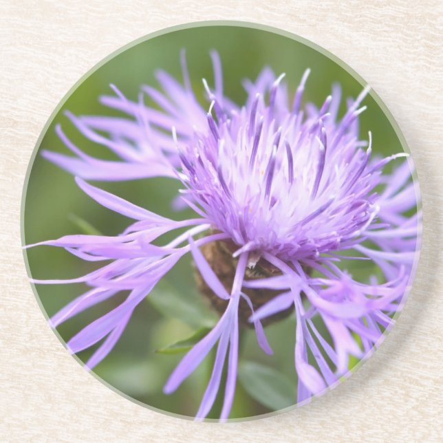 Lila Cornflower Sandstein Untersetzer (Vorne)