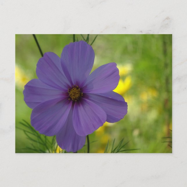 Lila Cosmea Blume DIY Postkarte (Vorderseite)