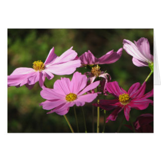 Lila Cosmos-Blume-Karte