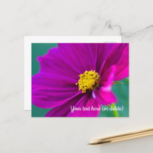 Lila Cosmos-Postkarte Postkarte