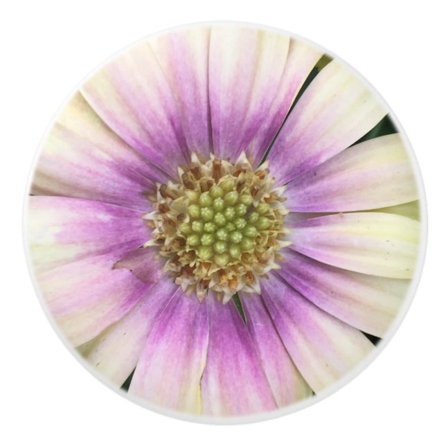 Lila-Creme-Blume Keramikknauf (Vorderseite)