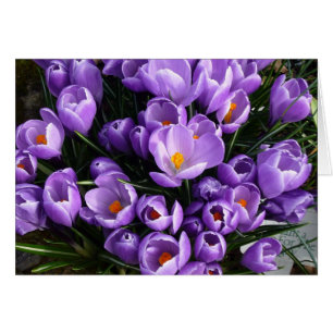 Lila Crocus
