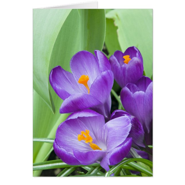 Lila Crocus Bloms im Garten (Vorne)