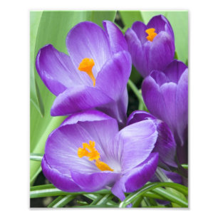 Lila Crocus Bloms im Garten Fotodruck