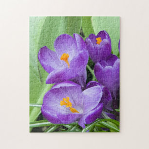 Lila Crocus Bloms im Garten Puzzle