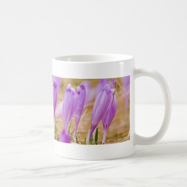 Lila Crocus-Blume im Gras Tasse (Rechts)