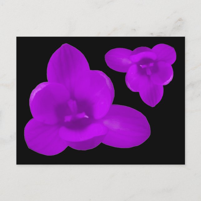 Lila Crocus Blume Postkarte (Vorderseite)