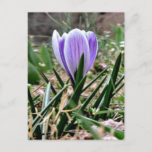 Lila Crocus-Blume Postkarte