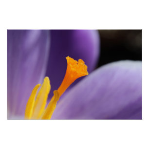 Lila Crocus Blume Saffron Stigma Poster