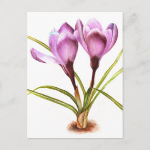 Lila Crocus Fine Art Aquarellkarte Postkarte
