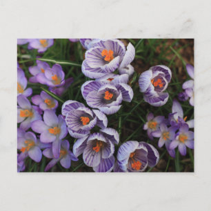Lila Crocus-Foto mit weißer Blume Postkarte