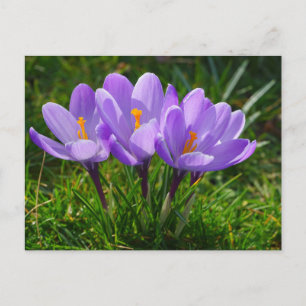 Lila Crocus Foto Postkarte