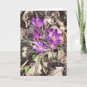 Lila Crocus Grußkarte Karte