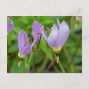 Lila Crocus Nudiflorus Blume Postkarte