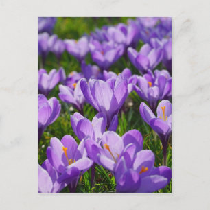 Lila Crocus Ostergruss Postkarte