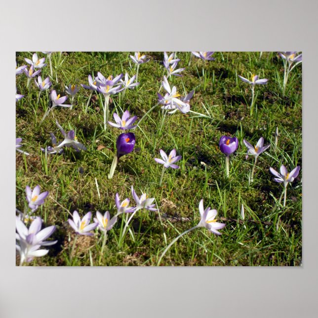 Lila Crocus Poster (Vorne)
