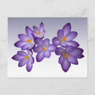 Lila Crocus Postkarte