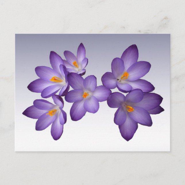 Lila Crocus Postkarte (Vorderseite)
