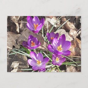 Lila Crocus Postkarte