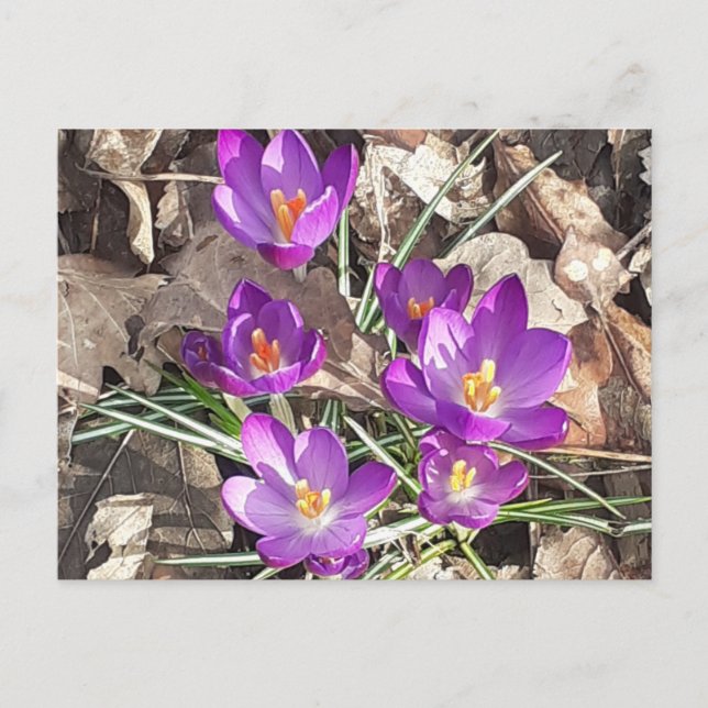 Lila Crocus Postkarte (Vorderseite)