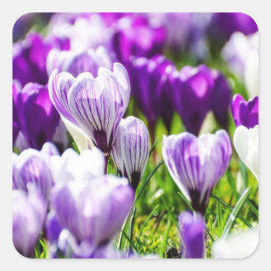 Lila Crocus-Umschlagssiegel und Sticker 