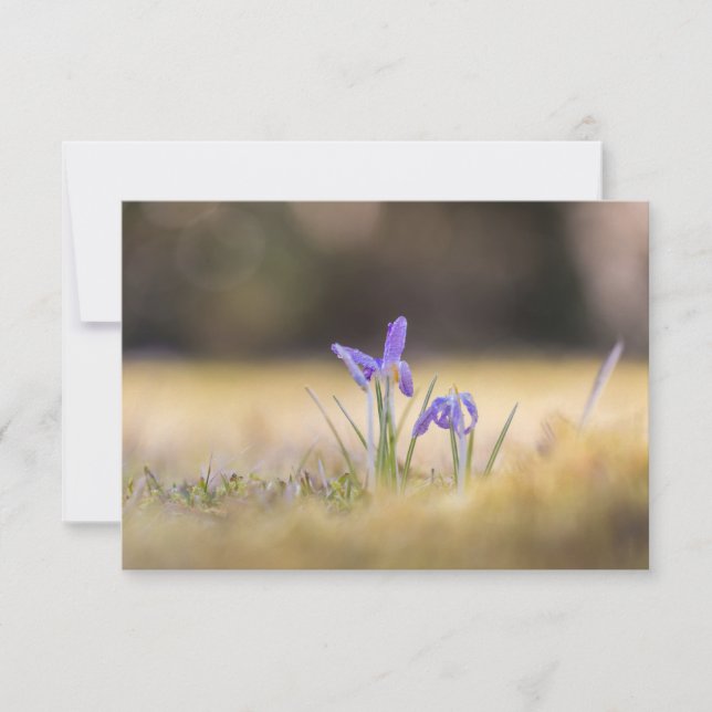 Lila Crocuses Nature Foto Card (Vorderseite)
