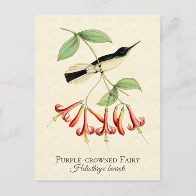 Lila Crowned Fairy Hummingbird Art Postkarte (Vorderseite)
