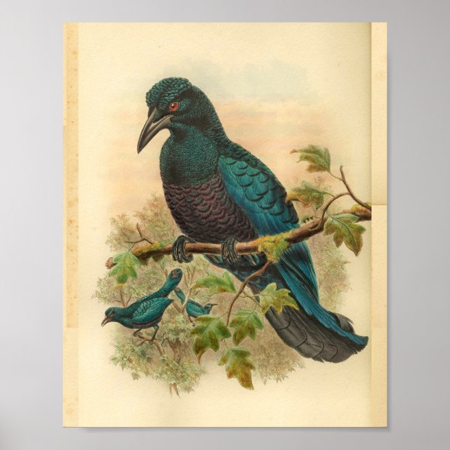 Lila Curl-Created Manucode Vintag Bird Print Poster (Vorne)