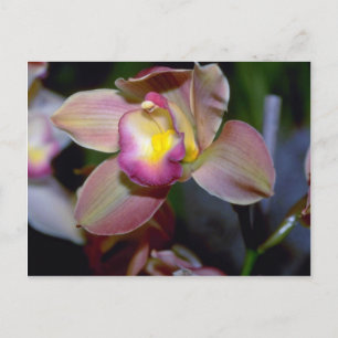 Lila Cymbidium Blume Postkarte