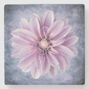Lila Dahlia Blume Kloster Steinuntersetzer