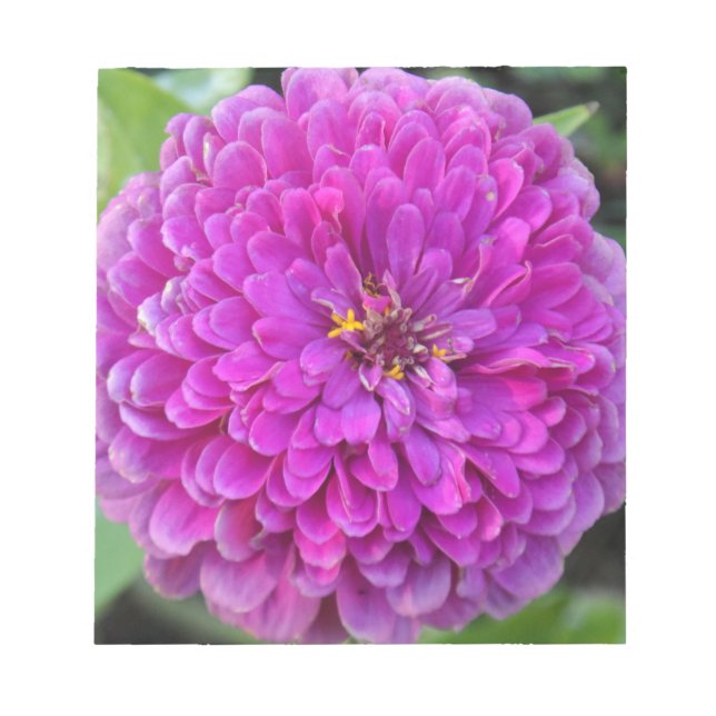 Lila Dahlia Notizblock (Vorderseite)