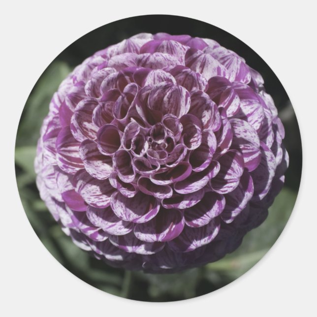 Lila Dahlia-Sticker Runder Aufkleber (Vorderseite)