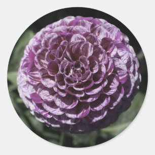 Lila Dahlia-Sticker Runder Aufkleber