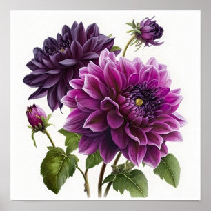 Lila Dahlias Blume Art Print Poster