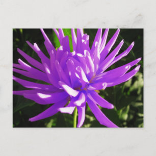 Lila Dahlie Postkarte