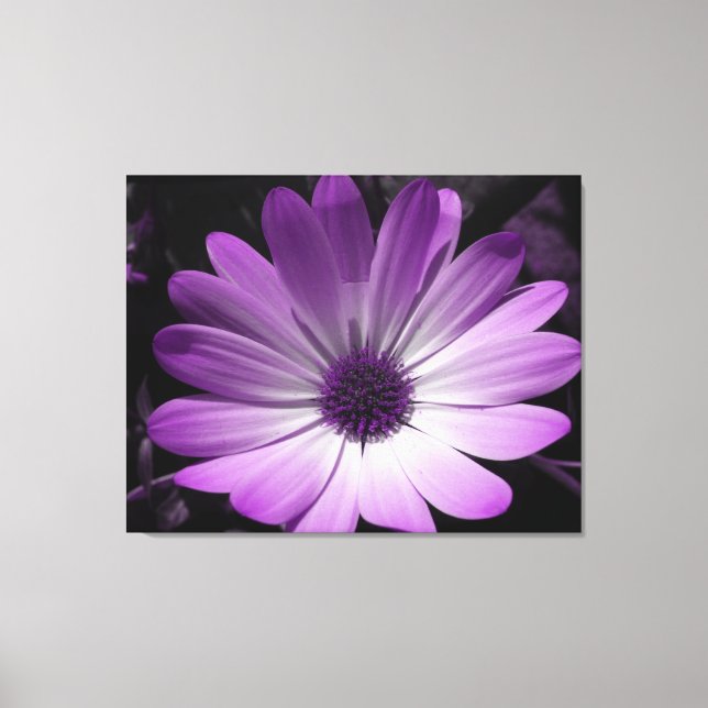 Lila Daisy Blume Canvas Print Leinwanddruck (Vorderseite)