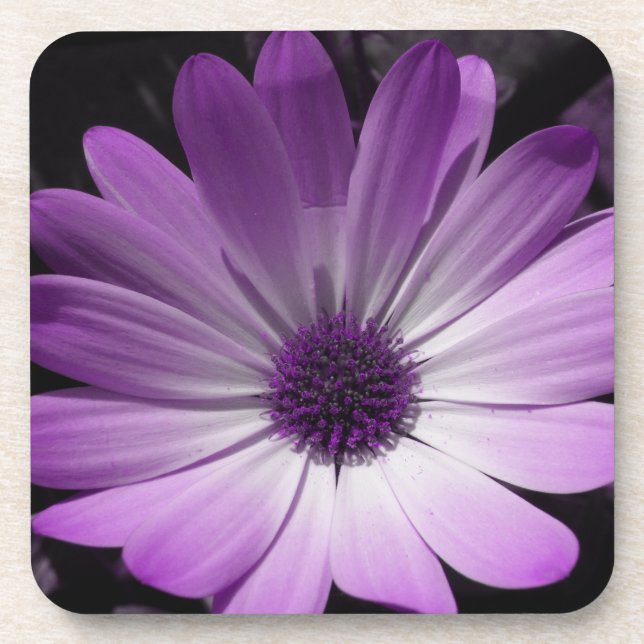 Lila Daisy Blume Cork Untersetzer (Vorderseite)